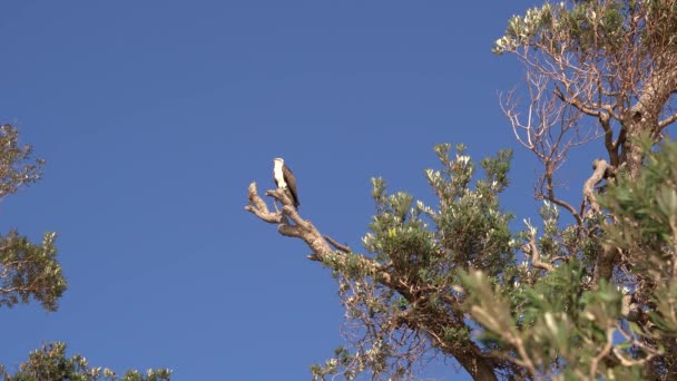 Australian eastern osprey sits on a tree looking around under a blue sky. — Stock Video