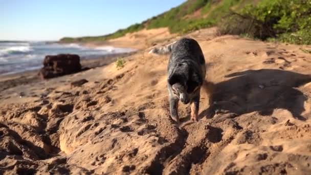 砂浜で穴を掘る青いヒーラー犬の遅い動き. — ストック動画