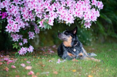 Mavi düdüklü köpek açelya çalısının altında oturur..