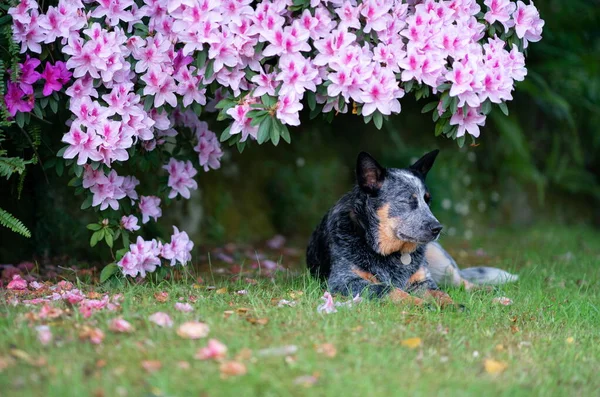 Mavi düdüklü köpek açelya çalısının altında oturur..