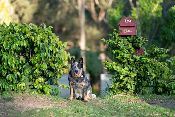 Mavi düdüklü köpek posta kutusunun altında oturuyor.