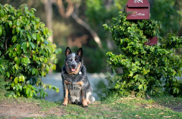 Mavi düdüklü köpek posta kutusunun altında oturuyor.