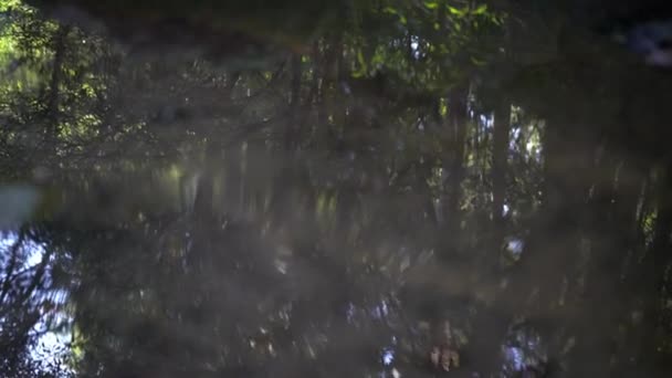 Creek water reflects jungle plants, fern and moss covered stones. — Stock Video