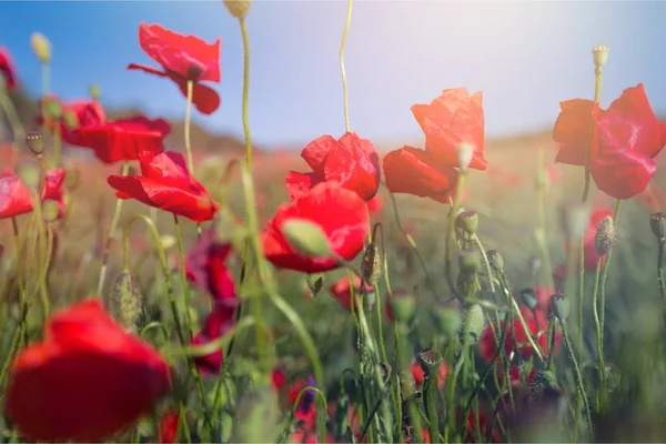 Poppy Flowers Field Background — Stock Photo, Image