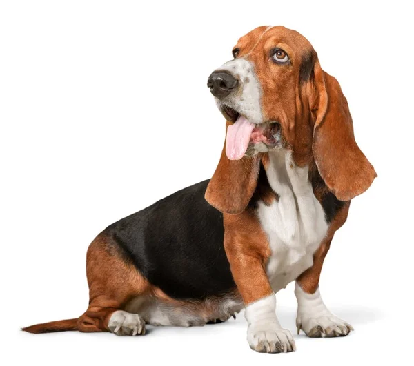 Basset Hound Dog Isolerad Vit Bakgrund — Stockfoto