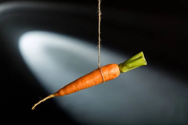 Zanahoria Cuerda Humor Metáfora Aislado Ambición Tentación — Foto de Stock