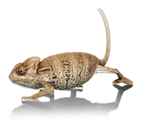Sneaking Chameleon — Stock Photo, Image