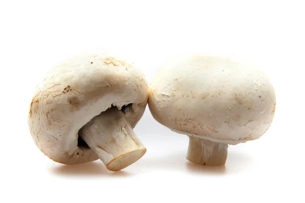 Dois Cogumelos Champinhons — Fotografia de Stock