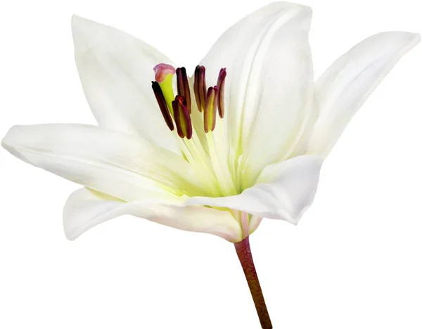 Vit Lilja blomma — Stockfoto