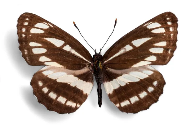 Красивое Насекомое Бабочки Изолировано Белом Фоне — стоковое фото