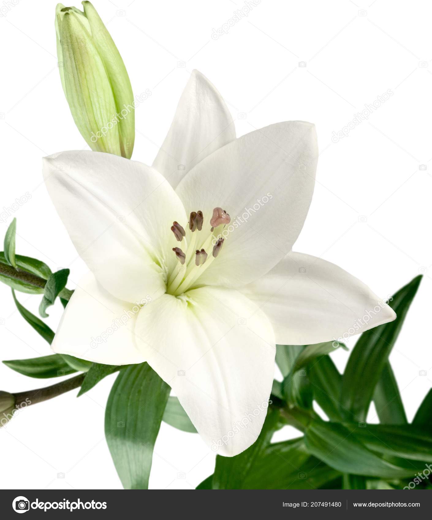 white lily wedding