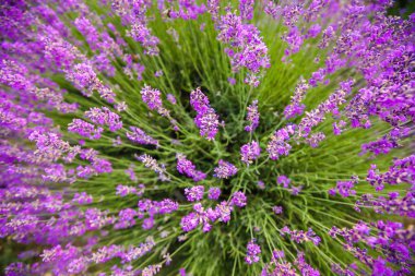 Mor lavanta alan yakından görmek