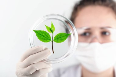 bitki ile tüp bebek tutan kadın bilimci 