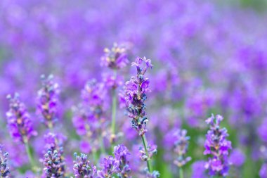 Mor lavanta alan yakından görmek