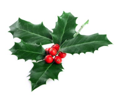 Noel dekorasyon Holly Isolated beyaz