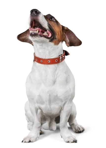 Dog Jack Russell Isolerad Vit — Stockfoto