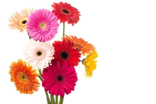 Gerbera Bloemen Geïsoleerd Witte Achtergrond — Stockfoto