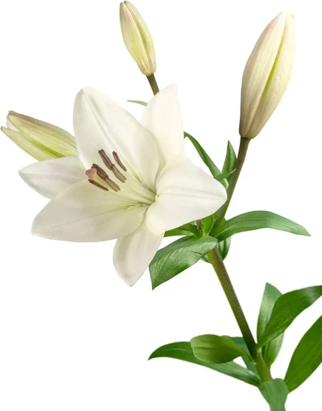 Beautiful White Lily Flower Isolated White Background — Stock Photo, Image