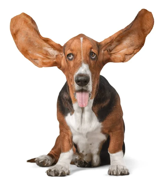 Basset Hound Dog Geïsoleerd Witte Achtergrond — Stockfoto