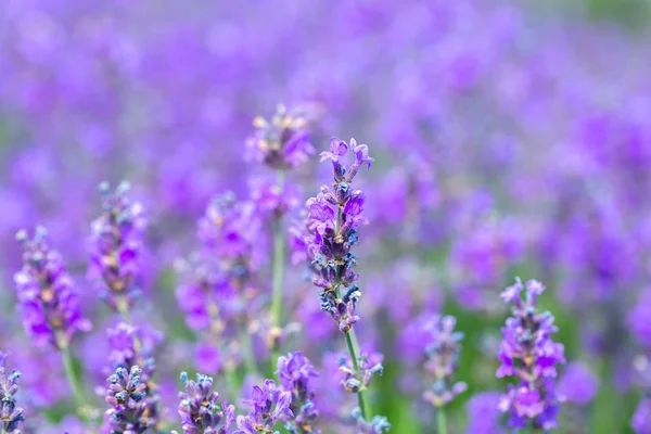 Vista Perto Campo Lavanda Violeta — Fotografia de Stock