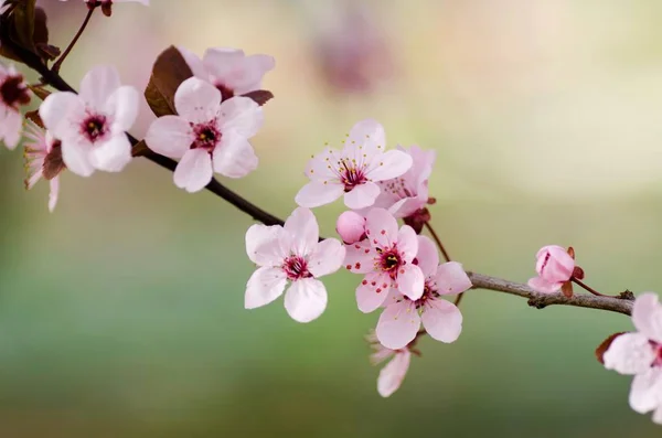 Flor de cerezo de cerca — Foto de Stock