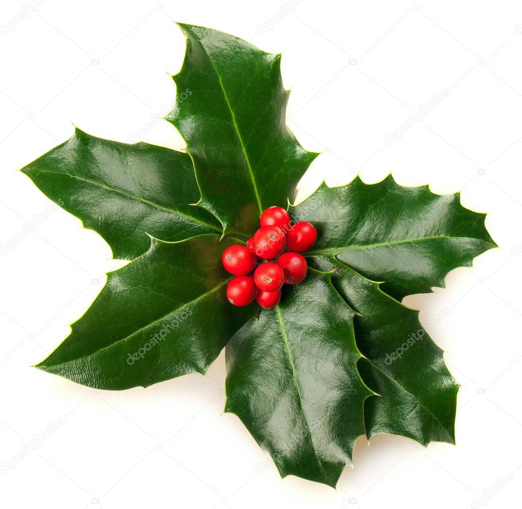 Christmas decoration Holly Isolated on White