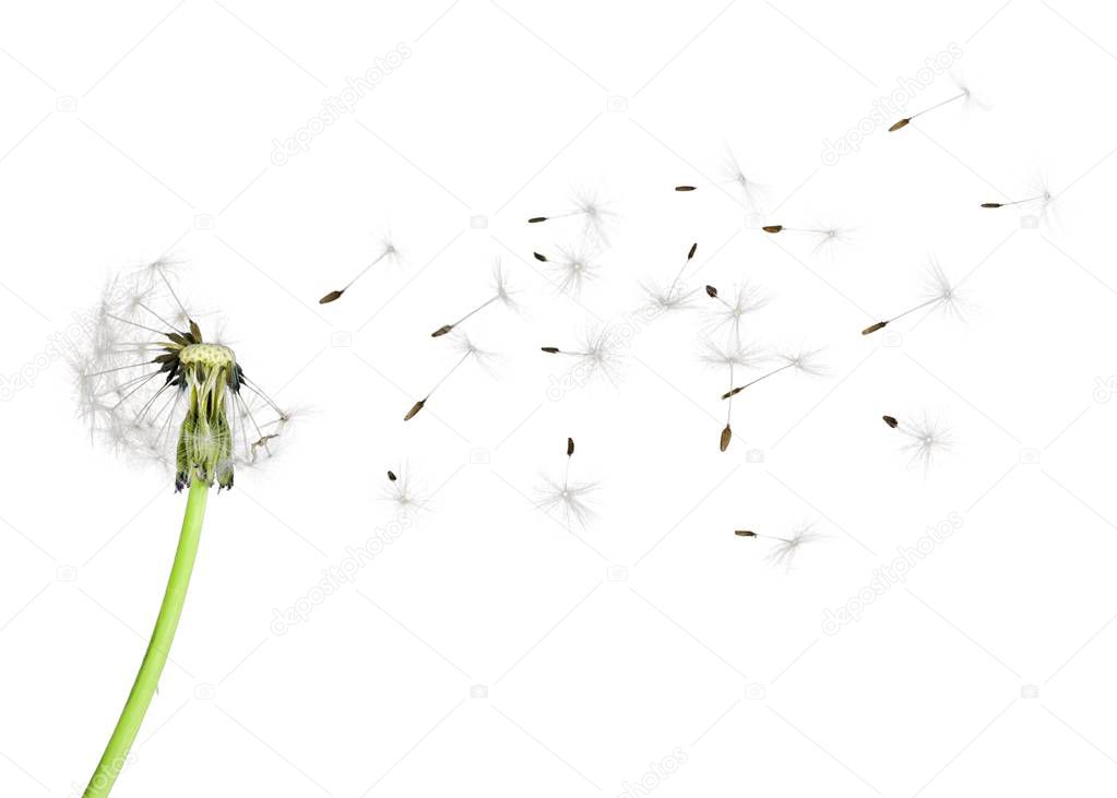 Dandelion with blowing seeds isolated on white 