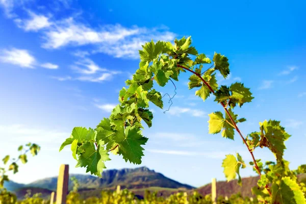 Vine Sprig On Sky Background — Stock Photo, Image