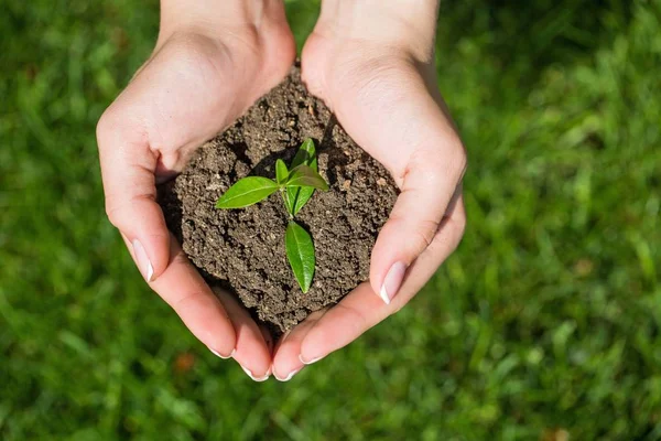 Planta em mãos humanas — Fotografia de Stock