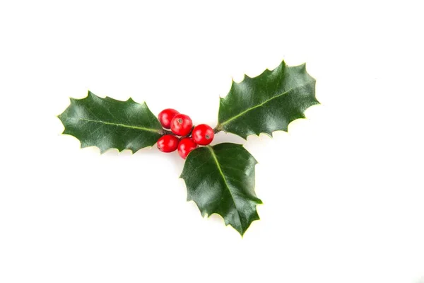 Noel Dekorasyon Holly Isolated Beyaz — Stok fotoğraf