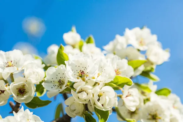 Flor y cielo azul . — Foto de Stock