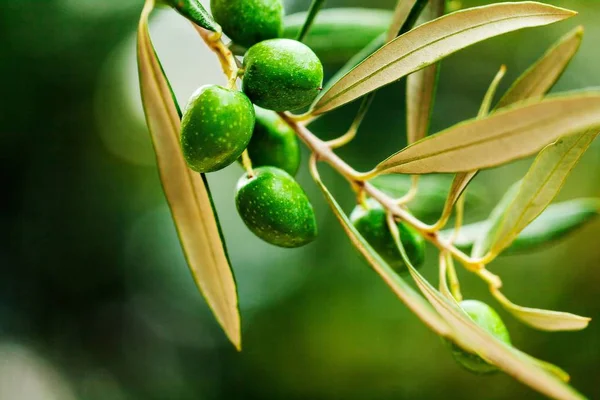 Green Olives on the Branch