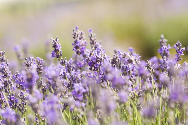 Vista Perto Campo Lavanda Violeta — Fotografia de Stock