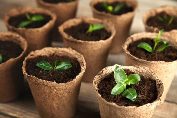 Growth New Life Green Plants Soil — Stock Photo, Image