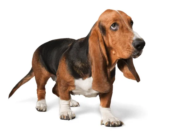 Basset hound — Stock fotografie