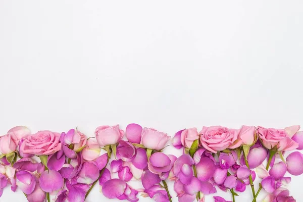 Rosa Ros Blommor Vit Bakgrund — Stockfoto