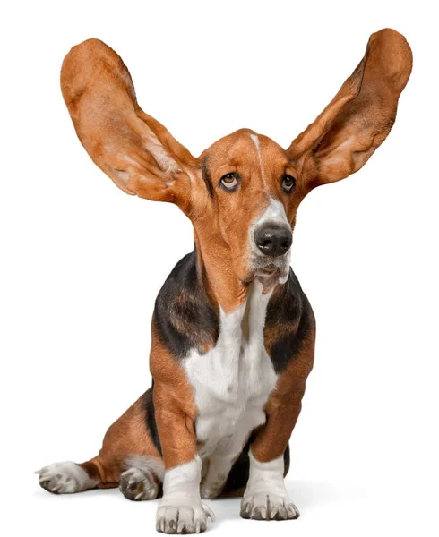 Basset Hound Dog Geïsoleerd Wit — Stockfoto