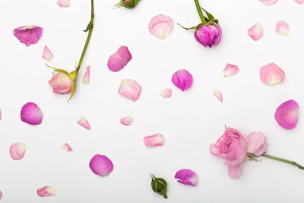 Rosa Fiori Rosa Sfondo Bianco — Foto Stock