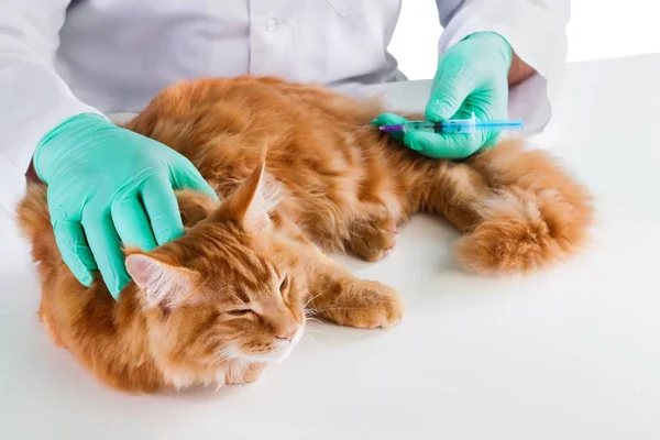 Вакцинация имбирного кота — стоковое фото