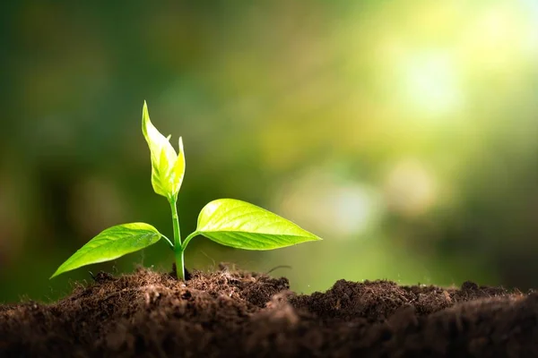 Crecimiento Nueva Planta Verde Vida Suelo — Foto de Stock