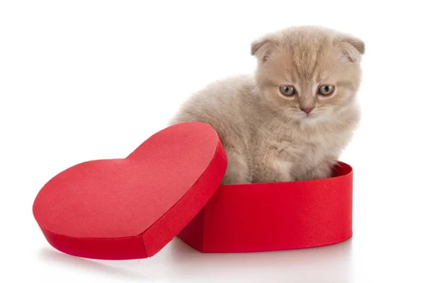 Gatito en una caja regalo —  Fotos de Stock