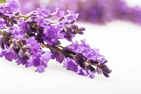 紫のラベンダーの花のクローズ アップ ビュー — ストック写真