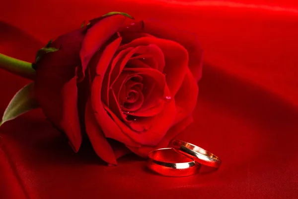 Красная роза с обручальными кольцами — стоковое фото