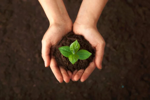 Planta Verde Mãos Humanas Vista Close — Fotografia de Stock