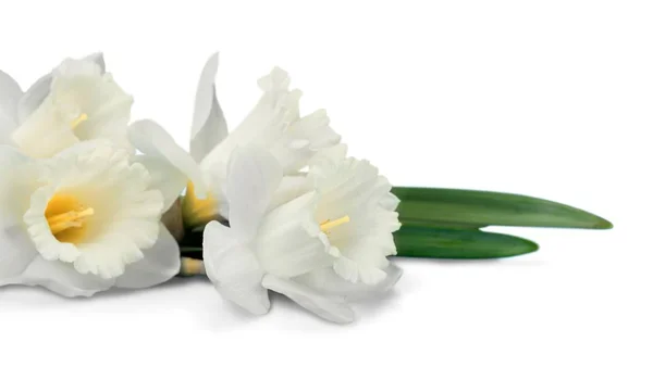 White Narcissus Isolated — Stock Photo, Image