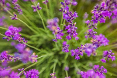 Mor lavanta alan yakından görmek