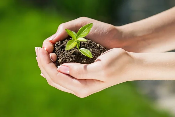 Planta em mãos humanas — Fotografia de Stock