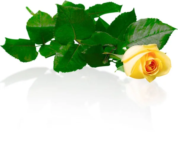 Hermosa Flor Rosa Aislada — Foto de Stock