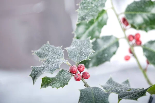 Kerstdecoratie Holly Isolated Wit — Stockfoto