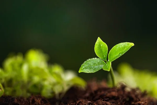 Crescimento Nova Vida Planta Verde Solo — Fotografia de Stock